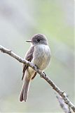 Hispaniolan Pewee